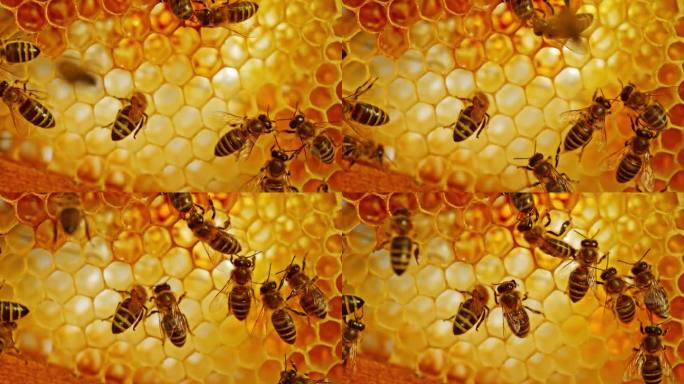 蜜蜂在蜂巢上行走，携带着蜂蜜