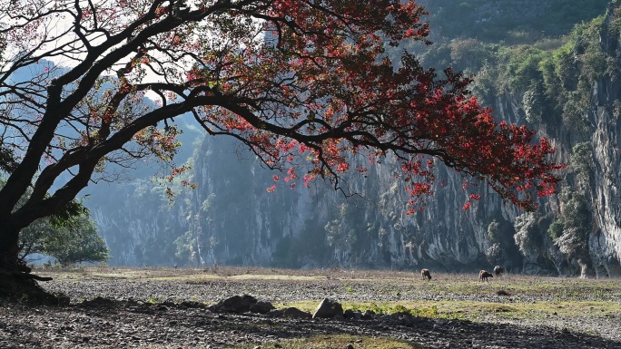 冬季阳光下桂林漓江河滩上红色的乌桕树和牛