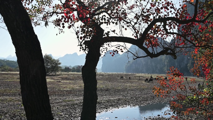 冬季阳光下桂林漓江河滩上红色的乌桕树和牛