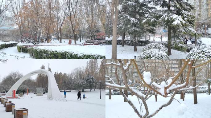 下雪天的公园 雪天的动物植物