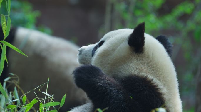 一只可爱的国宝吃竹子懒洋洋大熊猫进食特写