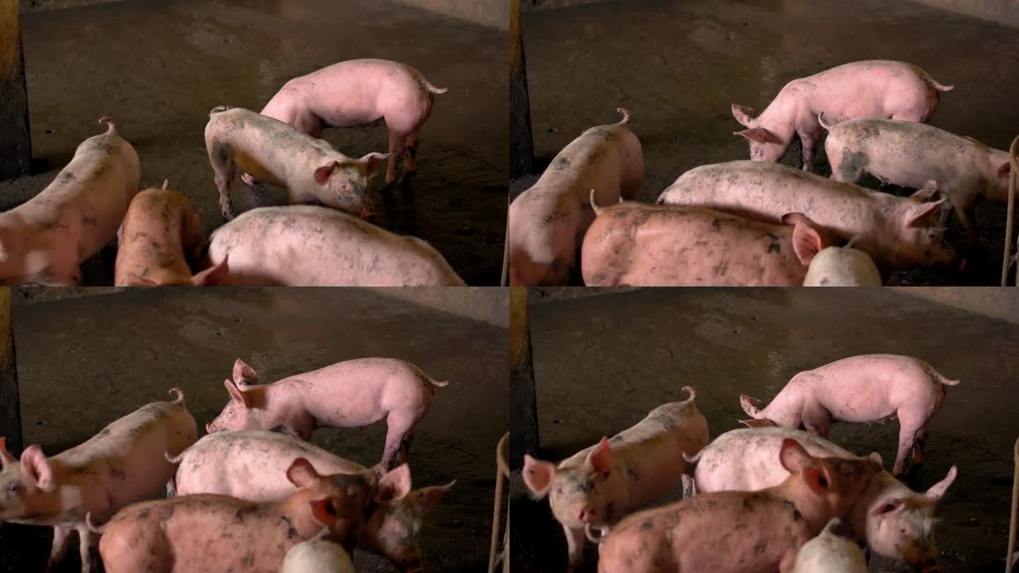 种猪用肮脏的身体争抢食物，猪的身体特写包围牲畜。猪圈里的农场大猪，动物饲养场室内的小家猪