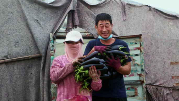 大棚外农民采摘蔬菜丰收喜悦笑容