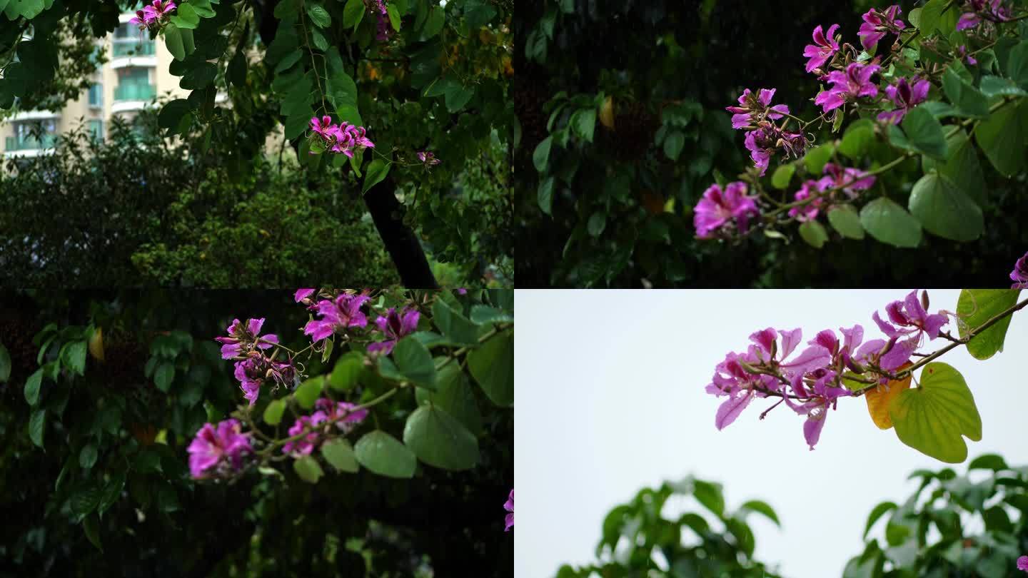 下雨-马蹄甲-花朵