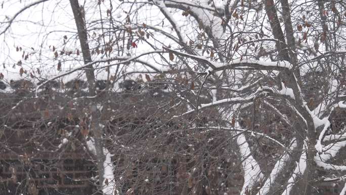 中式园林冬天下雪风景