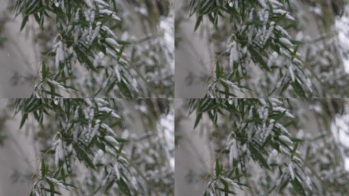 冬天下雪风景