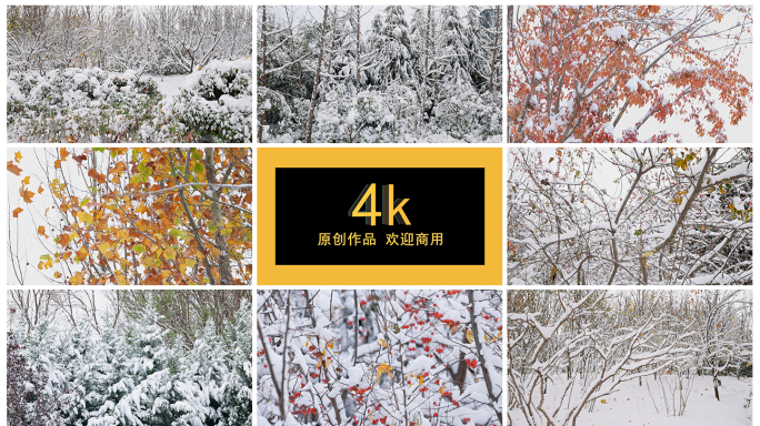 4k雪景 冬天 树枝 黄叶 绿植