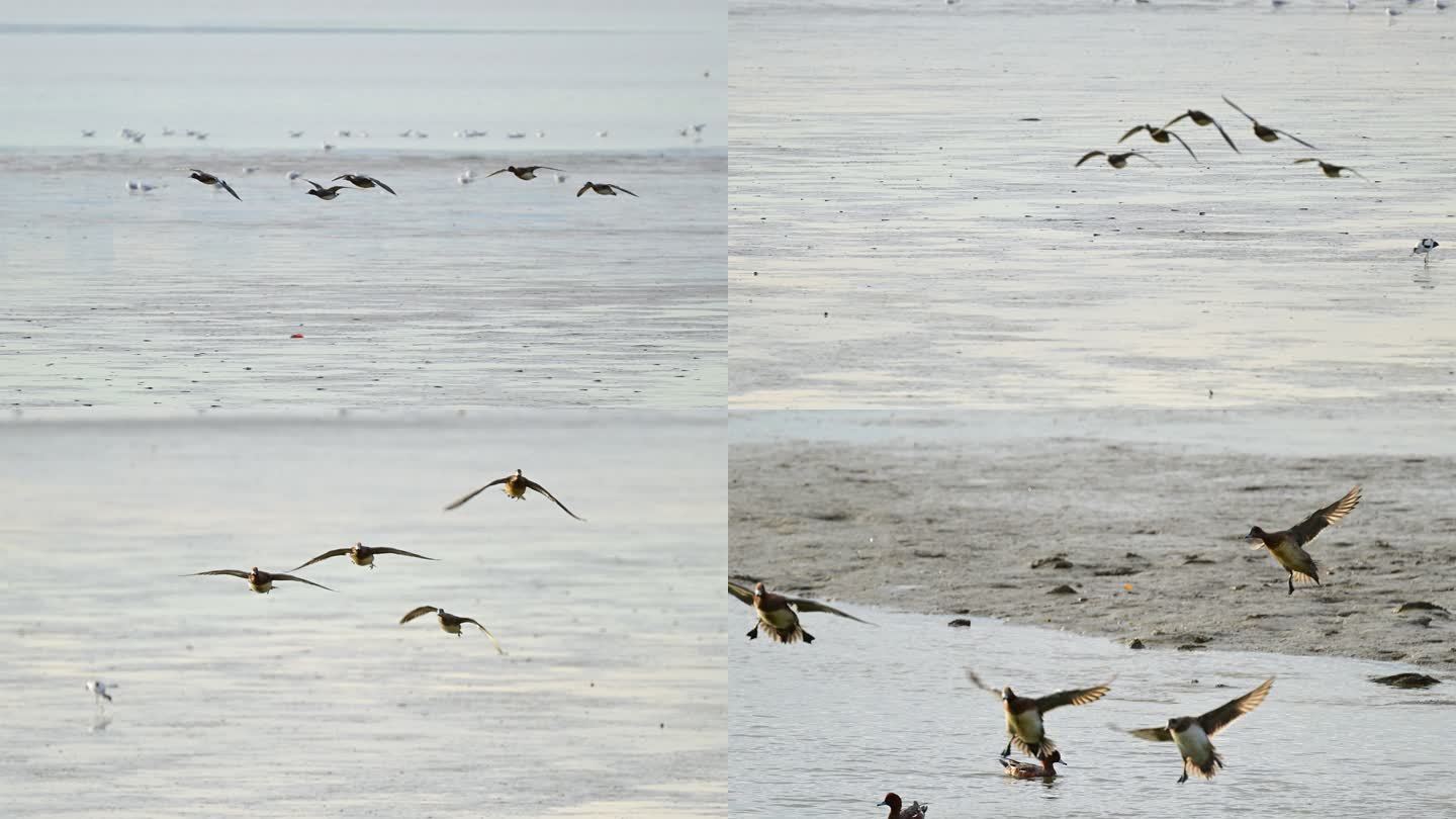 野鸭群飞行着陆海面