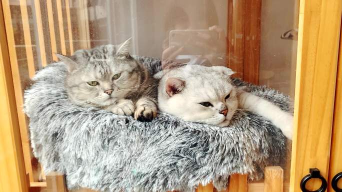 橱窗里的两只猫咪