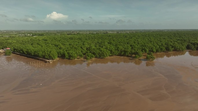 湄公河三角洲上庄省沿岸的冲积红树林
