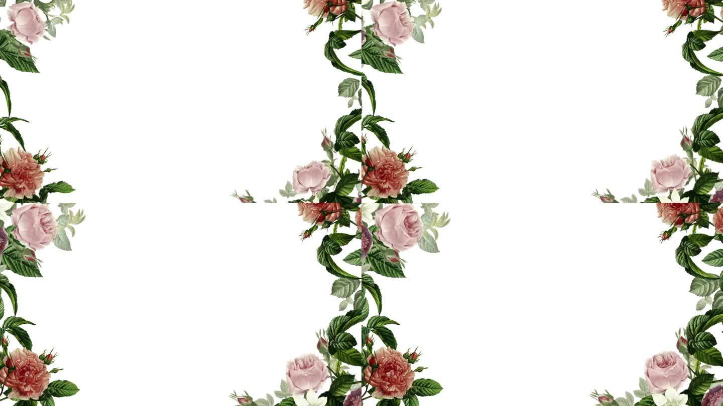 优雅的花卉动画在一个白色的屏幕背景与手绘的叶子和花