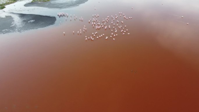 在玻利维亚的拉古纳科罗拉多湖，摄像机升起，俯视着许多粉红色的火烈鸟在红色的水中一起进食