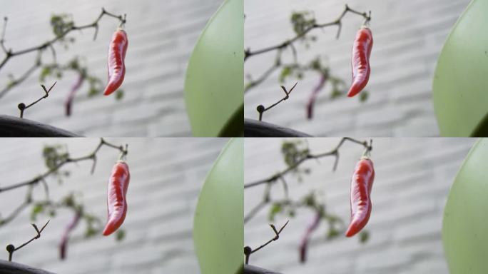 低角度的大红辣椒挂在植物与白砖墙背景。
