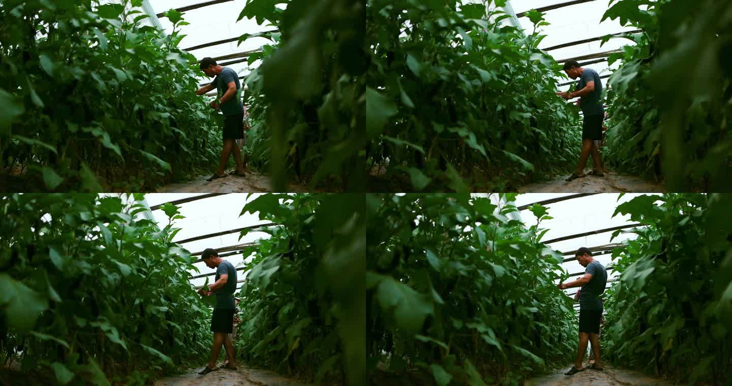 蔬菜大棚茄子种植人工授粉点花头