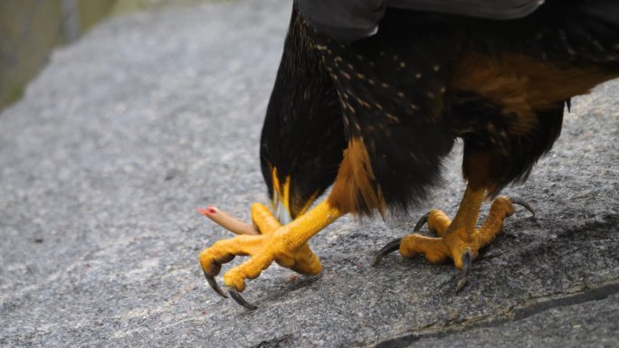 福克兰卡拉卡拉的特写，猎鹰在吃东西