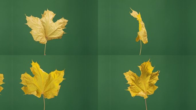 旋转秋叶设置对一个绿色的屏幕，毫不费力的背景移除和多功能场景放置。