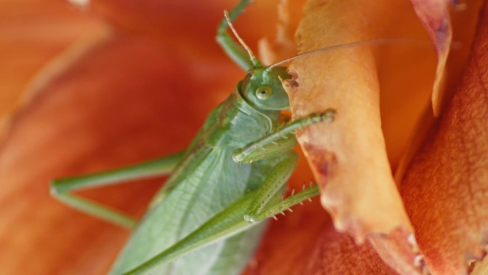 一个特写镜头，一只绿色的大蚱蜢正在吃一朵橙色的花。静态视图。