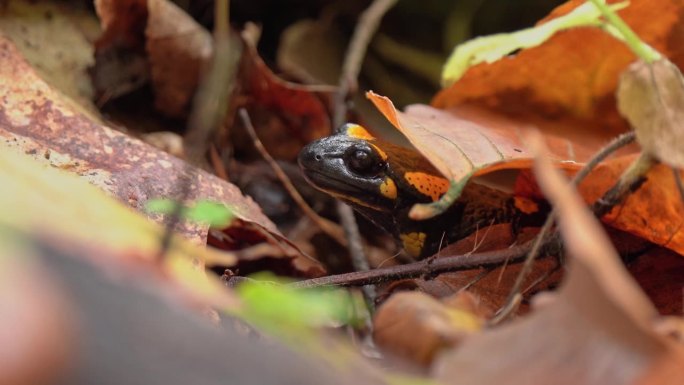 火蜥蜴的头，两栖动物的头在树叶里，火蜥蜴在秋天