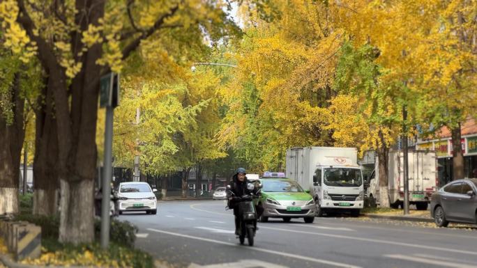 大街街道银杏树冬季金色道路成都市树