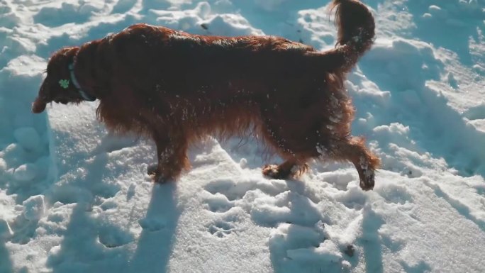 活跃的爱尔兰塞特犬在雪地里散步，在冬天的公园里玩耍。高质量的全高清镜头