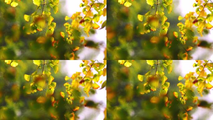 秋天的银杏树叶