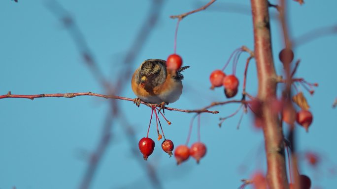 冬天树枝上觅食的小鸟