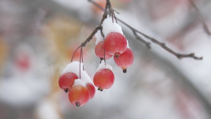 冬至冬天雪景红果雪