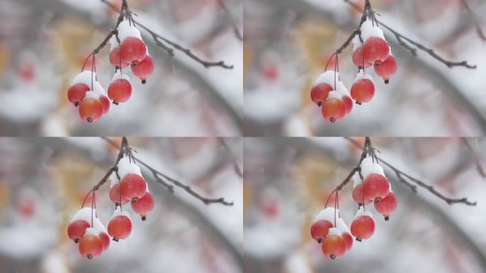 冬至冬天雪景红果雪