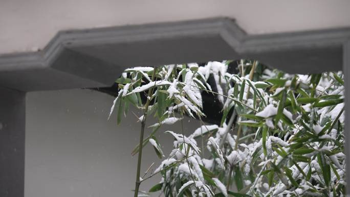 中式园林冬天下雪风景