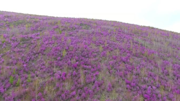 根河林业局开拉气林场漫山红杜鹃