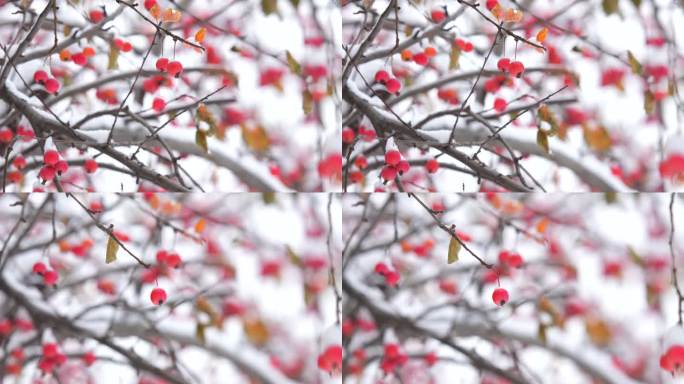 冬至冬天雪景红果雪