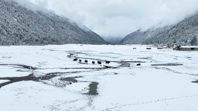 西藏林芝巴松措景区雪地森林牦牛的航拍风光