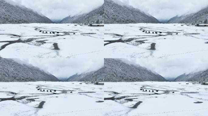 西藏林芝巴松措景区雪地森林牦牛的航拍风光