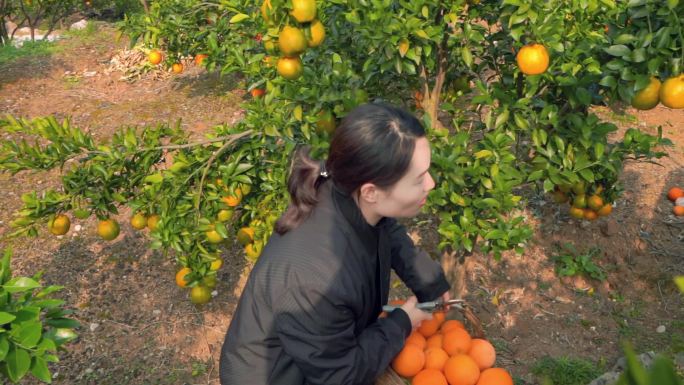 女子农民采摘椪柑橘子橙子