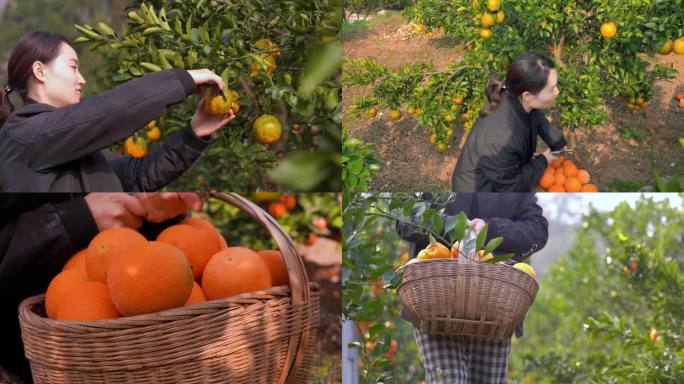 女子农民采摘椪柑橘子橙子