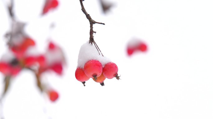 冬至冬天雪景红果雪