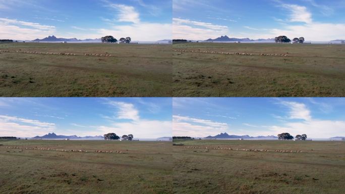 清晨在西开普省的一个牧羊场拍摄