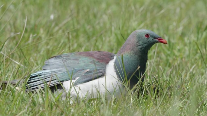 在新西兰南岛西海岸福克斯冰川附近阳光明媚的绿色草地上休息的Kereru木鸽。近距离