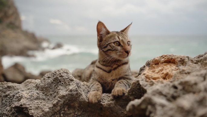 一只棕色条纹猫躺在海边的岩石上，与岩石完美地融合在一起，对抗着汹涌的海浪。