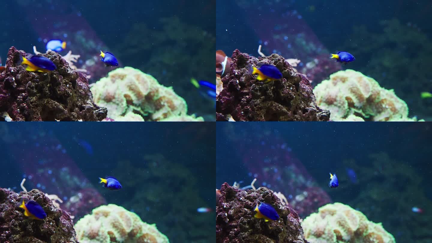 蓝雀鲷和黄尾雀鲷靠近珊瑚