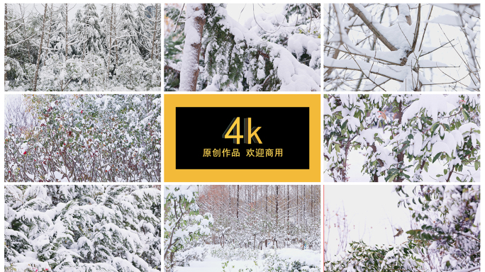 4k雪景 冬天 树枝 雪天空镜