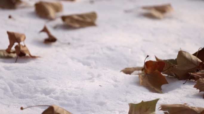 4k  雪地上的枯叶被风吹散