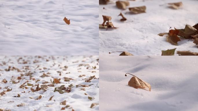 4k  雪地上的枯叶被风吹散