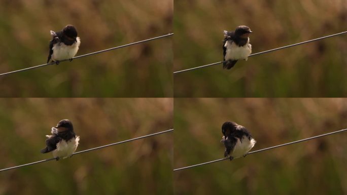 一只小燕子(Hirundo rustica)坐在金属丝上擦拭羽毛