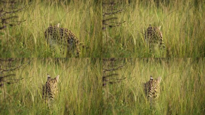 几只猫寻找食物的特写镜头，肯尼亚马赛马拉国家保护区的珍稀非洲野生动物，马赛马拉北部保护区的非洲野生动