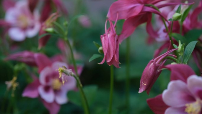 花园里的粉色耧斗菜花。阿奎莱吉亚是常见的名字，奶奶的帽子。