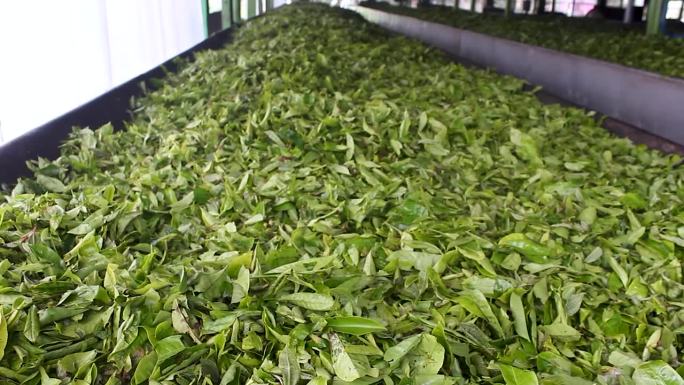 茶叶收割后蒸熟。晾晒茶叶。蒸煮的目的是防止茶叶被氧化
