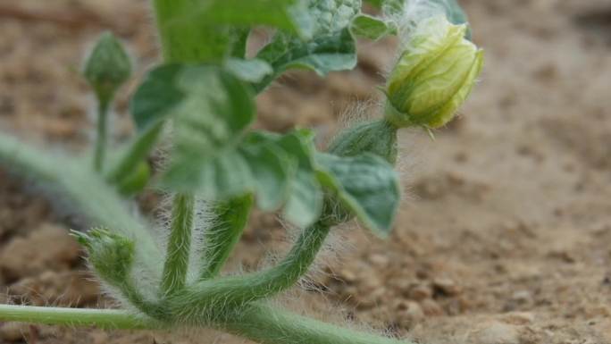 西瓜种植流程实拍视频