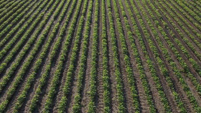 无人机拍摄的栽培大豆田航拍图。夏季夕阳下甘氨酸种植园的高角度景观。