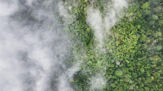 热带雨林可以增加空气湿度，通过光合作用从大气中吸收二氧化碳，并将碳储存在树干、树枝中。